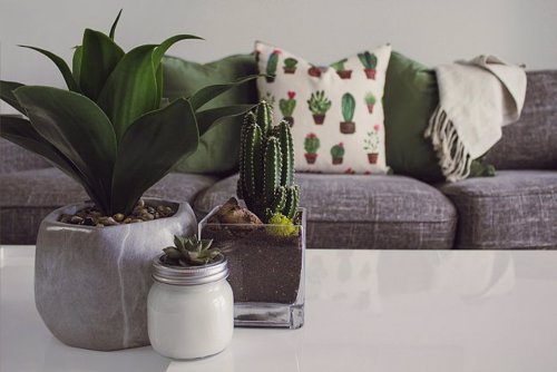 In ce locuri din casa poti sa amenajezi un decor cu arbusti ornamentali