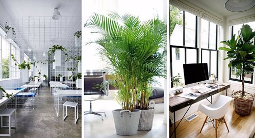  Biroul tau arata splendid cu plante artificiale! Descopera efectul lor benefic! 