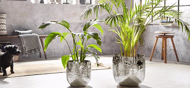 Cum se ingrijesc florile si plantele artificiale? 