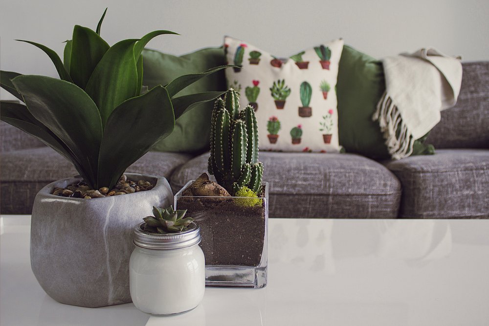 In ce locuri din casa poti sa amenajezi un decor cu arbusti ornamentali