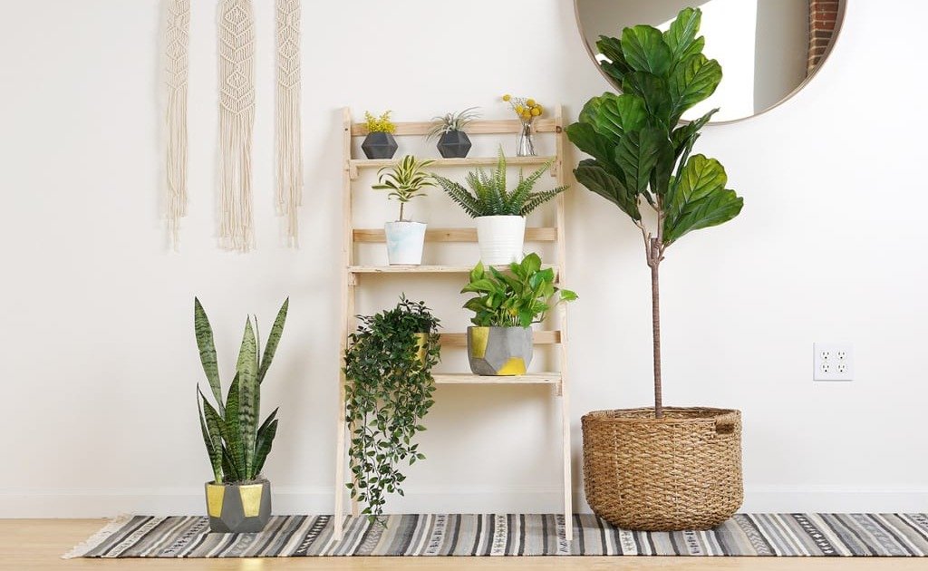 In ce locuri din casa poti sa amenajezi un decor cu arbusti ornamentali