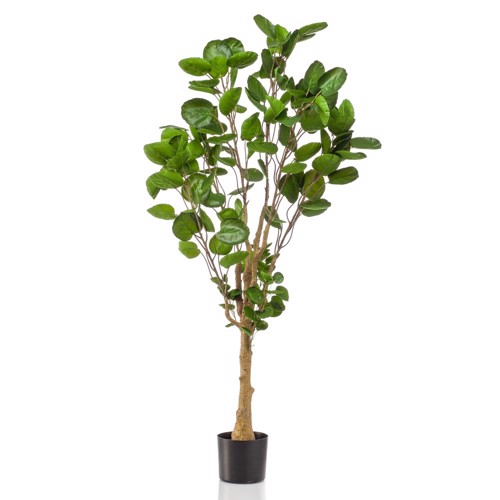 Copac artificial Poliscia (Polyscias) - 150 cm