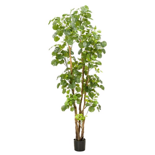Copac artificial Poliscia (Polyscias) cu 591 frunze - 195 cm
