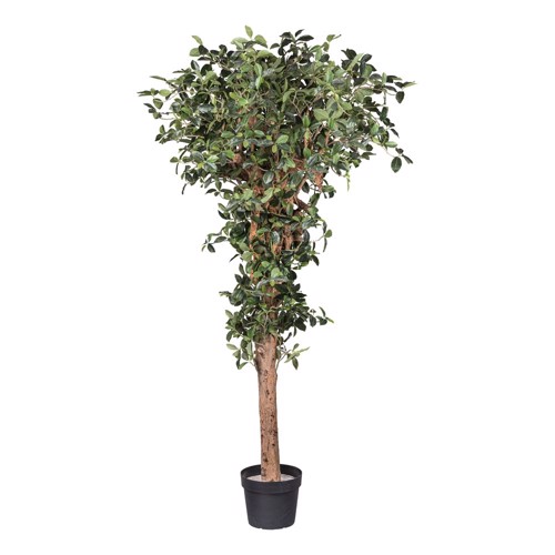 Ficus artificial Retusa cu trunchi natural - 220 cm