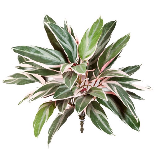 Planta artificiala decorativa Cordyline verde-crem - 48 cm