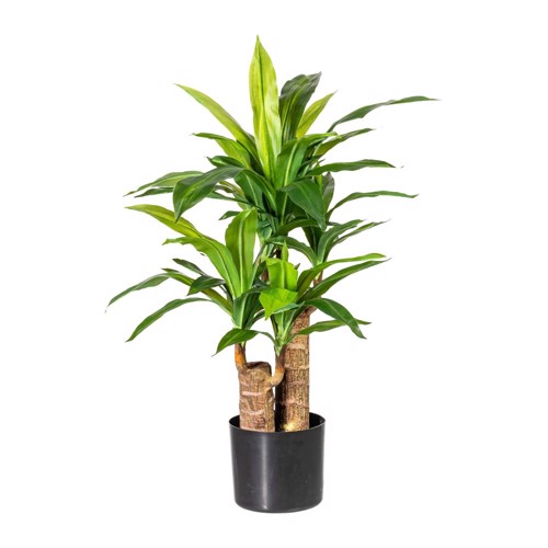 Planta artificiala x2 Dracaena in ghiveci - 80 cm