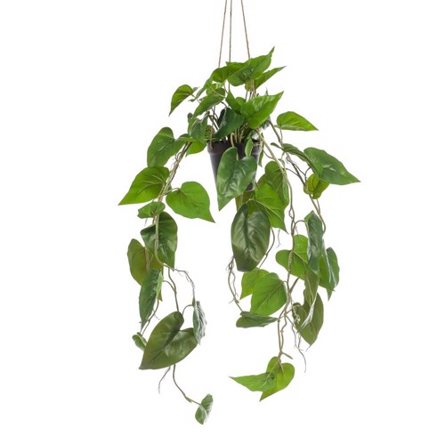 Planta curgatoare Philodendron scandens in ghiveci - 80 cm