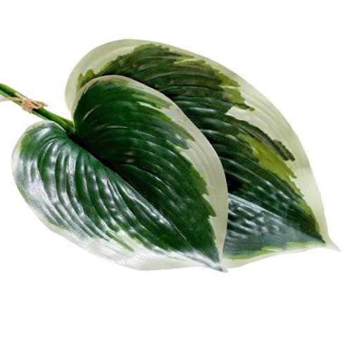 Set x2 frunze artificiale Hosta/ crinul de toamna verde-crem - 36 cm