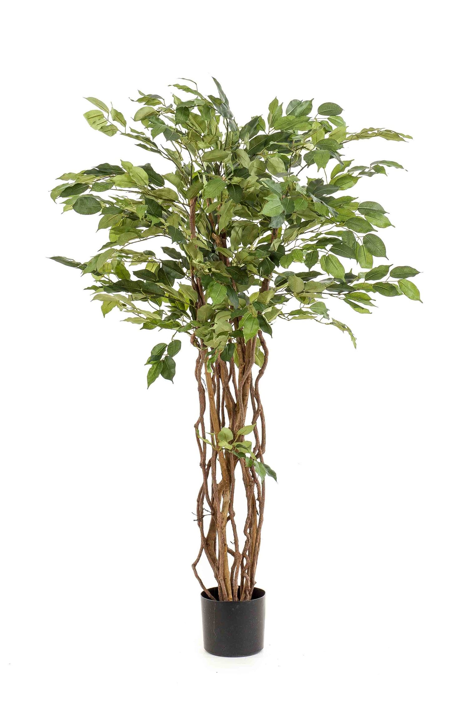 Ficus artificial liana in ghiveci negru din plastic 140 cm Leaf Shop