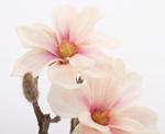 Aranjament magnolia artificiala crem-roz - 23 cm