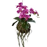Aranjament orhidee artificiala mov cu sfoara - 43 cm
