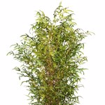 Bambus artificial decorativ cu trunchi natural - 180 cm