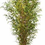 Bambus artificial decorativ cu trunchi natural - 180 cm
