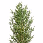 Bambus artificial MINI x12 cu trunchi natural - 180 cm