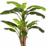 Bananier artificial decorativ in ghiveci - 180 cm
