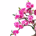Bonsai artificial cu flori in ghiveci ceramic - 50 cm