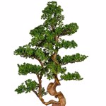 Bonsai artificial Larch in ghiveci - 125 cm