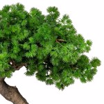 Bonsai artificial Larch in ghiveci ceramic - 37 cm