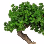Bonsai artificial Larch in ghiveci ceramic - 37 cm