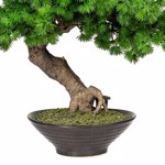 Bonsai artificial Larch in ghiveci ceramic - 37 cm