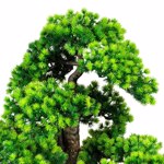 Bonsai artificial Larch x11 in ghiveci ceramic - 60 cm