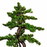 Bonsai artificial Myrtle in ghiveci - 85 cm