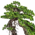 Bonsai artificial Podocarpus in ghiveci - 65 cm