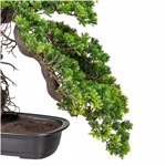 Bonsai artificial Podocarpus in ghiveci - 65 cm