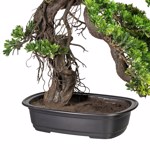 Bonsai artificial Podocarpus in ghiveci - 65 cm