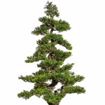 Bonsai artificial Tea Leaf in ghiveci - 160 cm