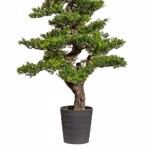 Bonsai artificial Tea Leaf in ghiveci - 160 cm