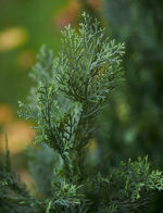 Buxus artificial in ghiveci UV Cedar - 120 cm