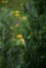 Buxus artificial in ghiveci UV Cedar - 150 cm