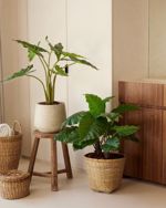 Copac artificial Alocasia frydek cu 7 frunze - 100 cm