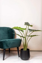 Copac artificial Alocasia frydek cu 7 frunze - 100 cm