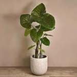 Copac artificial Alocasia x2 cu 14 frunze - 110 cm