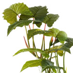 Copac artificial Colocasia cu 14 frunze - 175 cm