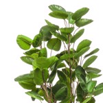 Copac artificial Poliscia (Polyscias) - 105 cm