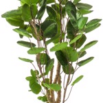 Copac artificial Poliscia (Polyscias) - 105 cm