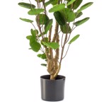 Copac artificial Poliscia (Polyscias) - 105 cm