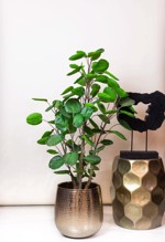 Copac artificial Poliscia (Polyscias) - 105 cm