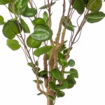 Copac artificial Poliscia (Polyscias) - 150 cm
