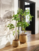 Copac artificial Poliscia (Polyscias) cu 192 frunze - 135 cm