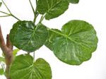 Copac artificial Poliscia (Polyscias) cu 192 frunze - 135 cm