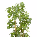 Copac artificial Poliscia (Polyscias) cu 591 frunze - 195 cm