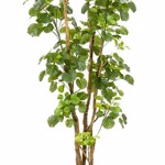 Copac artificial Poliscia (Polyscias) cu 591 frunze - 195 cm