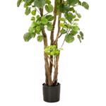 Copac artificial Poliscia (Polyscias) cu 591 frunze - 195 cm