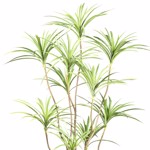 Copac artificial x10 Dracaena in ghiveci - 180 cm
