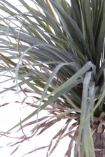 Copac artificial Yucca Wild - 110 cm
