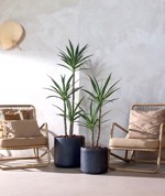 Copac artificial Yucca Wild x3 - 150 cm